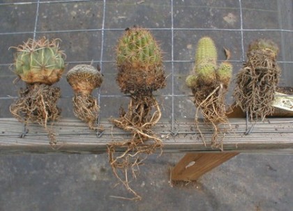 cactus_roots