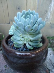 el cerrito succulent