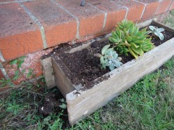 el cerrito succulents