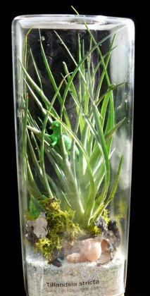 terrariums_2011k