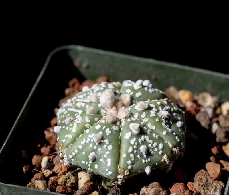 Astrophytum asterias - Cactus Jungle