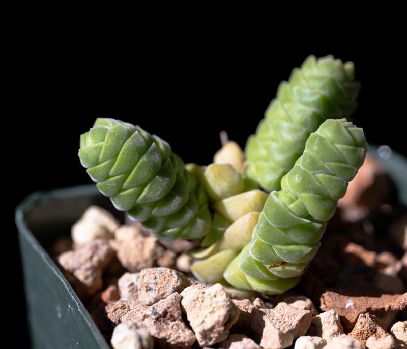 Crassula columella - Cactus Jungle