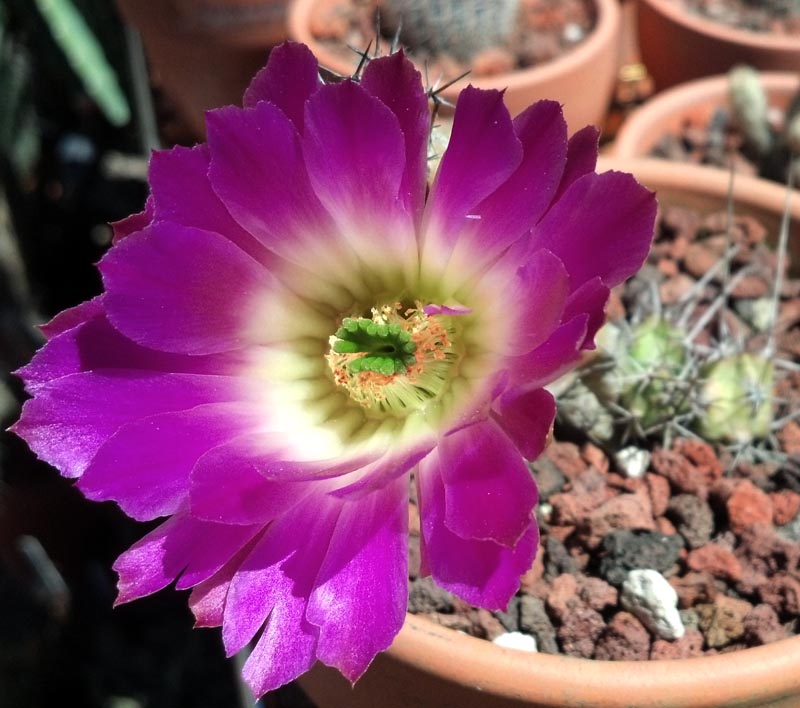 4-5 Live Echinocereus Pentalophus Cactus Plants - Potted, Flowering Size In 3.25" Pot