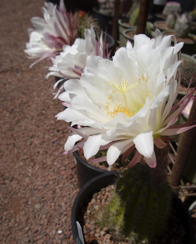Large white cactus flowers with yellow centers bloom from green, ribbed Echinopsis hybrid stems in black pots, set on a gravel surface in a sunny outdoor garden.