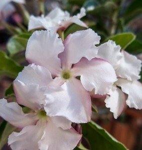 Close-up of delicate, pale pink flowers with ruffled petals and light green centers alongside succulent leaves, surrounded by greenery in a natural outdoor setting.