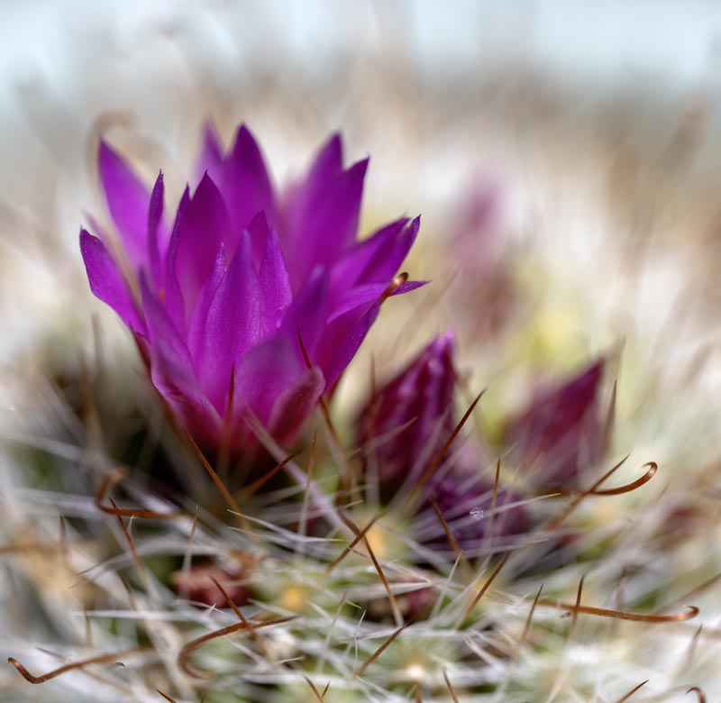 Mammillaria crinita - Cactus Jungle