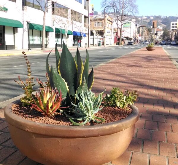 Bay Area Garden Designs and Installations Cactus Jungle