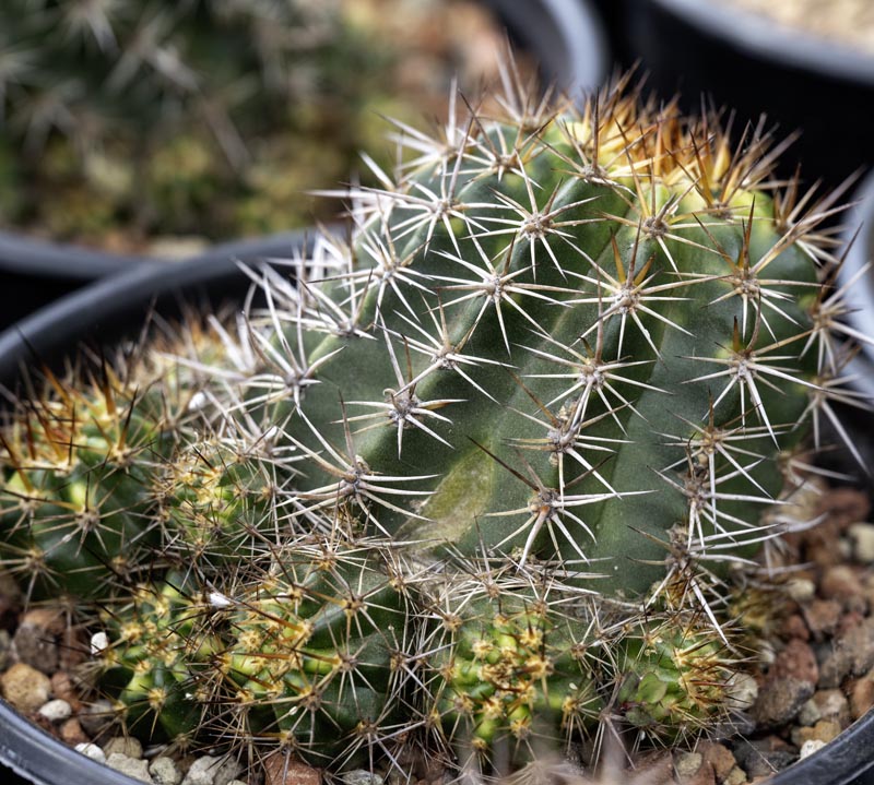 Echinopsis crassicaulis "Red Velvet" - Cactus Jungle