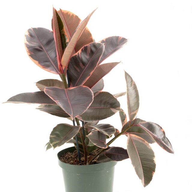 4 inch Ficus Ruby Cactus Jungle