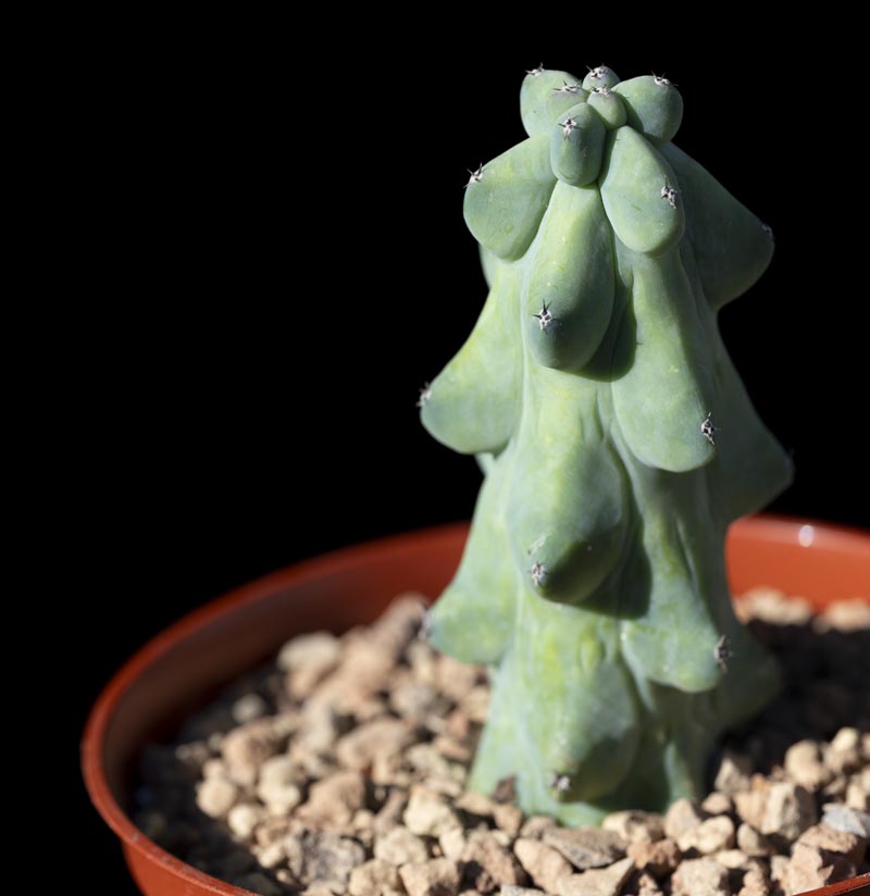 Myrtillocactus "Fukurokuryuzinboku" - Cactus Jungle