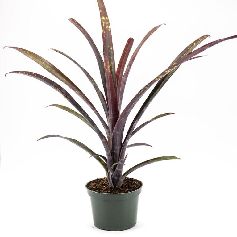 Set Cucina Fantasia Cactus - Presina, Guantone, Tovaglietta, Grembiule, Canovaccio, Cotone, Made In Italy - Foto 3