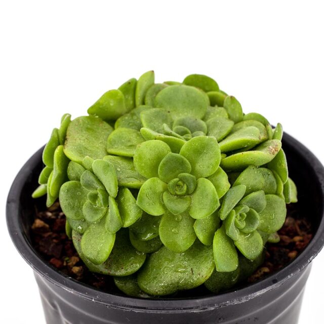 2g Aeonium Lily Pad Cactus Jungle