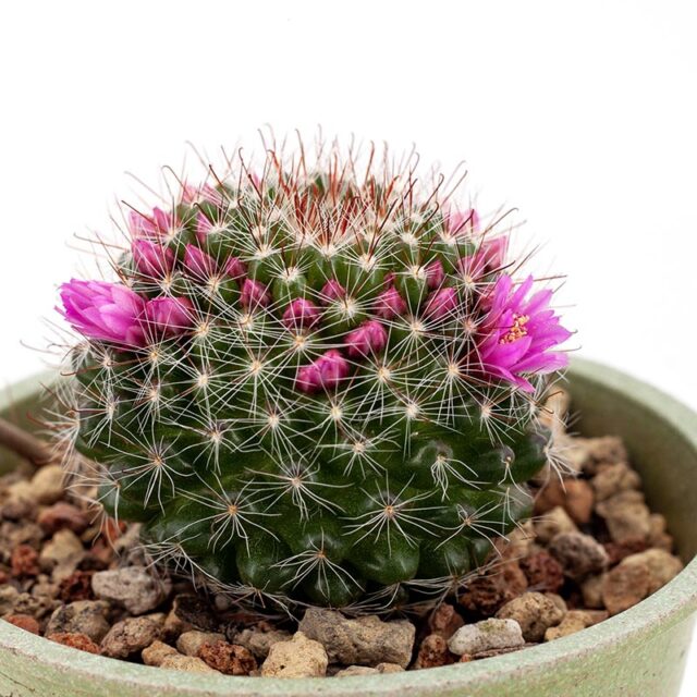 4 inch Mammillaria crinita Cactus Jungle