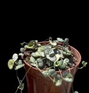 A String of Hearts plant with small, heart-shaped green leaves and graceful trailing succulent vines sits in a brown plastic pot against a solid black background.