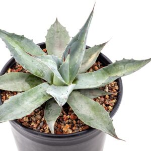 Agave ovatifolia 