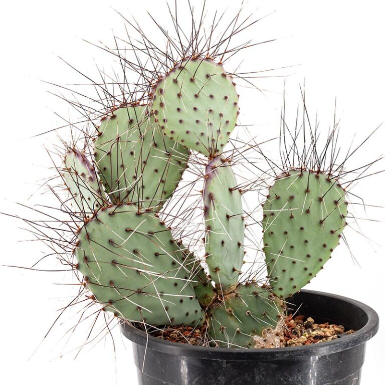 5g Opuntia ellisiana Cactus Jungle