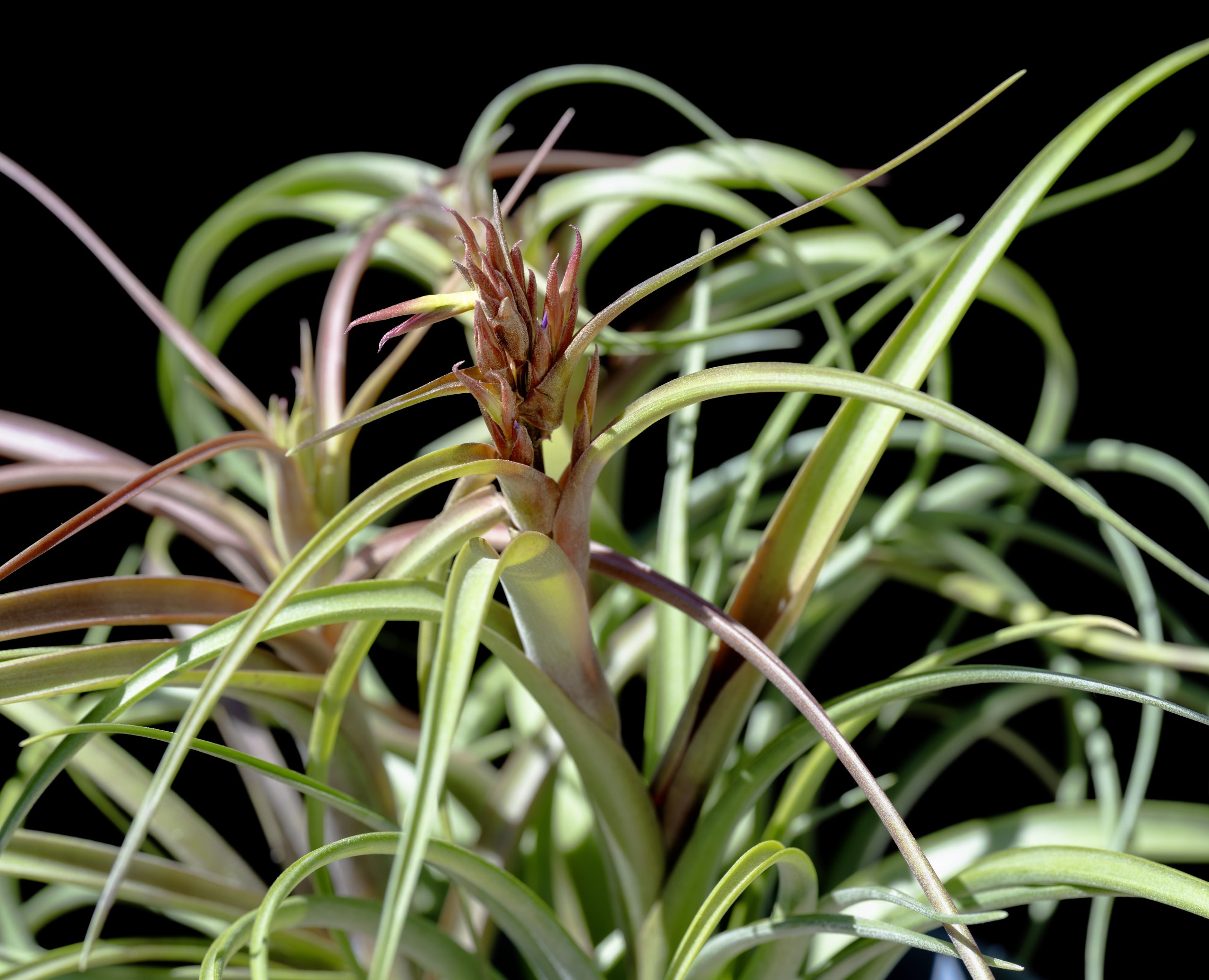 Discover a list of Airplants