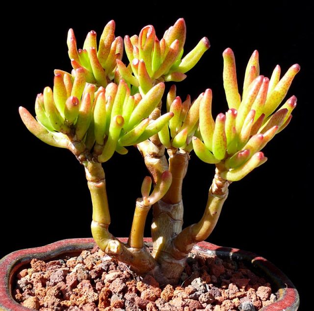 A potted Jade Plant succulent with thick, finger-like green stems tipped with red, growing from a central base in rocky soil against a black background.